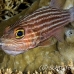 cardinalfish_tiger_uc_h_0137_pal0637.jpg